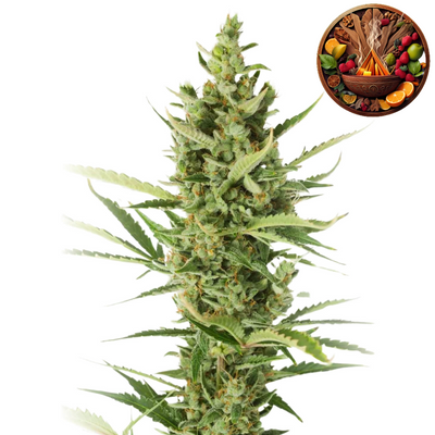 LEAF Amnesia Auto