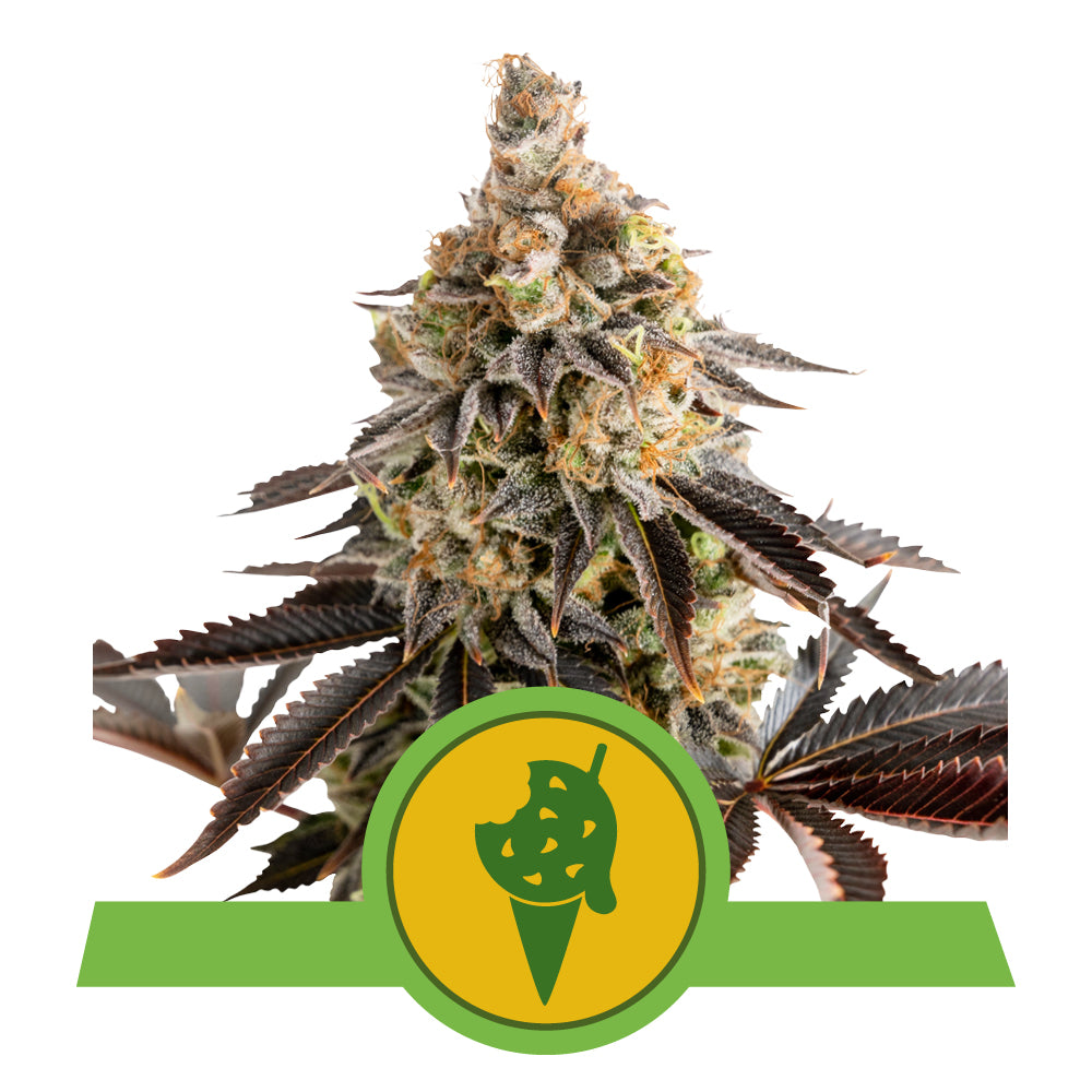 Nahaufnahme einer Cannabisblüte mit dichten, harzbedeckten Knospen und dunkelvioletten Blättern vor einem hellgrünen Hintergrund. In der unteren Mitte befindet sich ein grünes Symbol mit einem Eiscreme-Symbol, das auf eine süße Geschmacksrichtung hinweisen könnte.