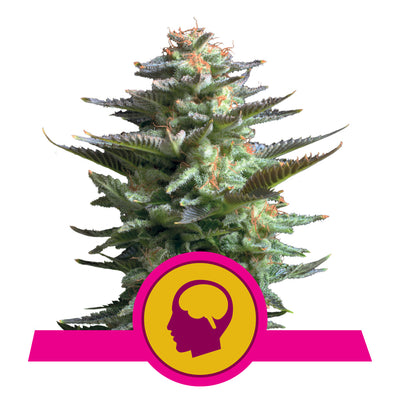 Nahaufnahme einer großen, kompakten Cannabisblüte mit dichten, harzigen Knospen und leuchtend grünen Blättern. Die Spitzen der Blüten sind mit orangefarbenen Härchen bedeckt. Im unteren Bereich befindet sich ein pinkes Band mit einem gelben Kreis, der ein stilisiertes Gehirn-Symbol in einem Kopf-Schattenriss zeigt.